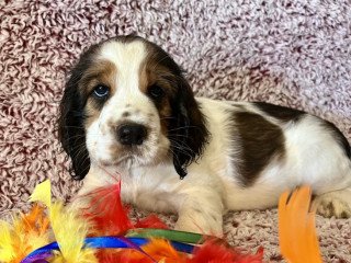 English Springer Spaniel Puppies For Sale