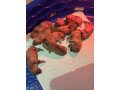 american-bully-puppies-for-sale-small-0