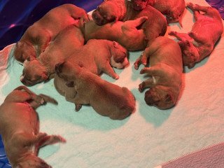 American Bully Puppies For Sale