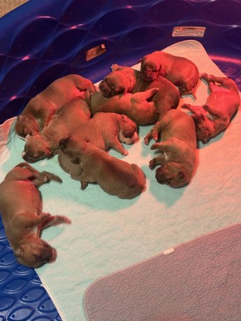 american-bully-puppies-for-sale-big-0