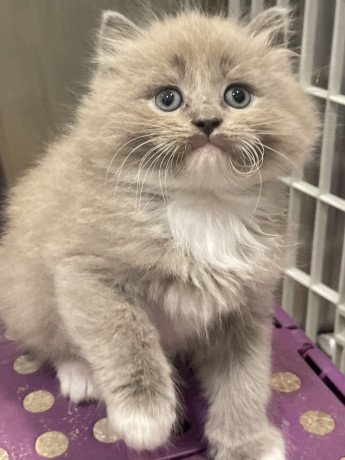 ragdoll-cats-for-sale-big-0