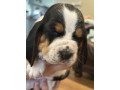 basset-hound-puppies-for-sale-small-0