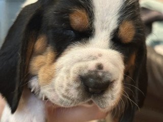 Basset Hound Puppies For Sale