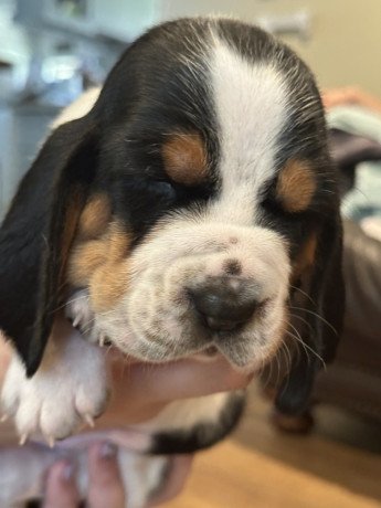 basset-hound-puppies-for-sale-big-0