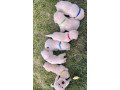 labrador-retriever-puppies-for-sale-small-0