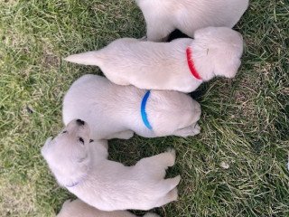 Labrador Retriever Puppies For Sale