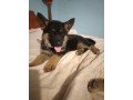 german-shepherd-puppies-for-sale-small-0