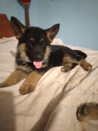 german-shepherd-puppies-for-sale-big-0