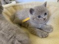 british-shorthair-cats-for-sale-small-0