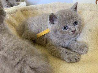 British Shorthair Cats For Sale