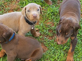 Doberman Pinscher Puppies For Sale