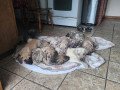 great-dane-puppies-for-sale-small-0