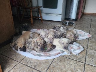 Great Dane Puppies For Sale