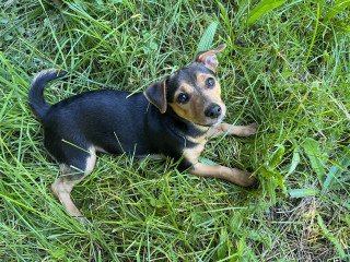 Chihuahua Puppies For Sale