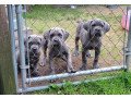 cane-corso-puppies-for-sale-small-0