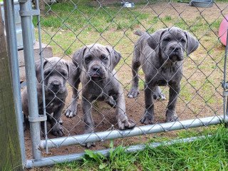 Cane Corso Puppies For Sale