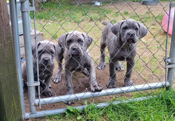 cane-corso-puppies-for-sale-big-0