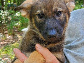 German Shepherd Puppies For Sale