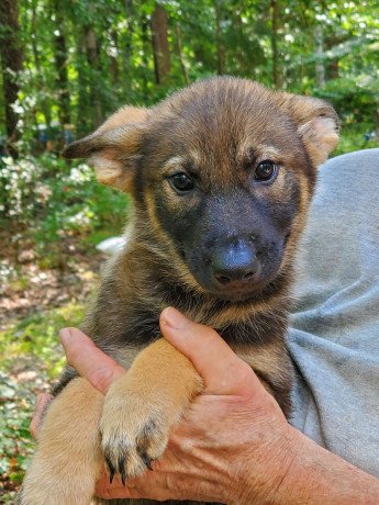 german-shepherd-puppies-for-sale-big-0