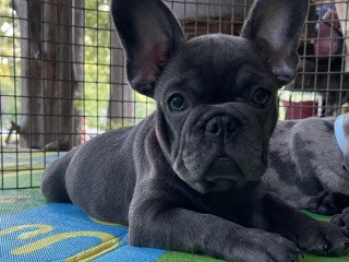 French Bulldog Puppies For Sale