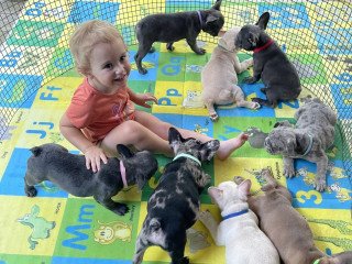 French Bulldog Puppies For Sale