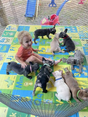 french-bulldog-puppies-for-sale-big-0