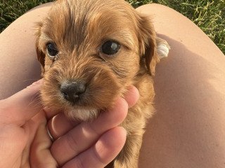 Cavapoo Puppies For Sale