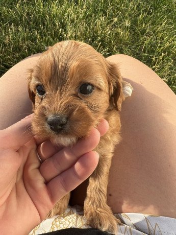 cavapoo-puppies-for-sale-big-0