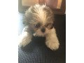 shih-tzu-puppies-for-sale-small-0