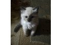 ragdoll-cats-for-sale-small-0