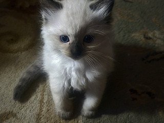 Ragdoll Cats For Sale