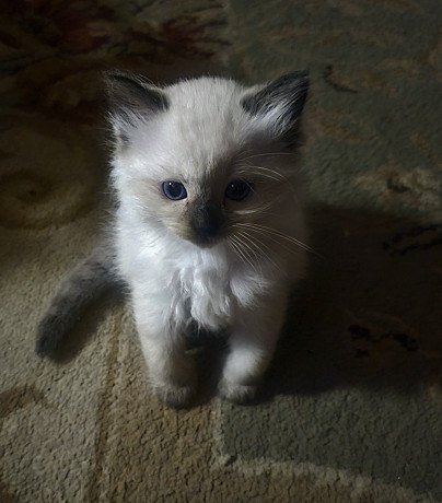 ragdoll-cats-for-sale-big-0