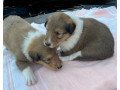 collie-puppies-for-sale-small-0