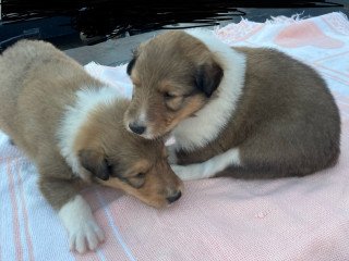 Collie Puppies For Sale