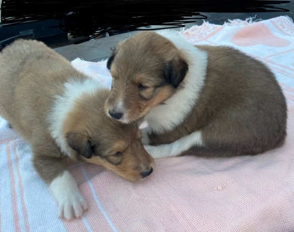 collie-puppies-for-sale-big-0