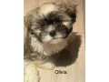 shih-tzu-puppies-for-sale-small-0