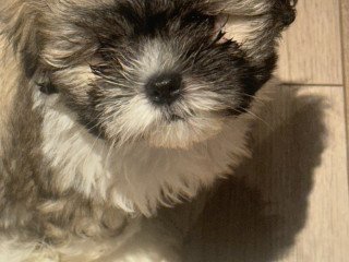 Shih Tzu Puppies For Sale