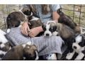 st-bernard-puppies-for-sale-small-0