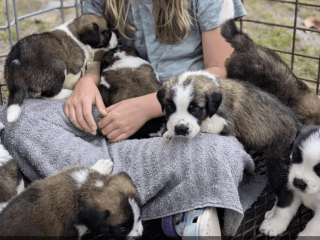 St. Bernard Puppies For Sale