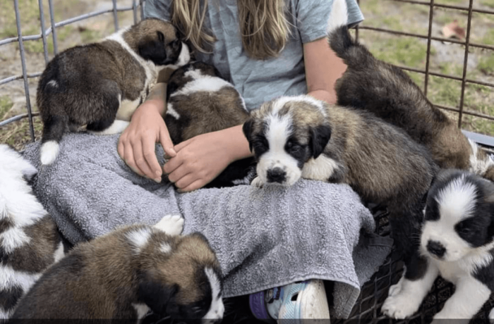 st-bernard-puppies-for-sale-big-0