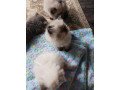 persian-cats-for-sale-small-0