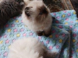 Persian Cats For Sale