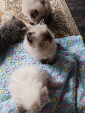 persian-cats-for-sale-big-0