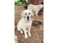 great-pyrenees-puppies-for-sale-small-0