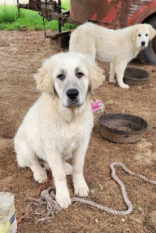 great-pyrenees-puppies-for-sale-big-0