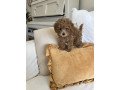 miniature-poodle-puppies-for-sale-small-0