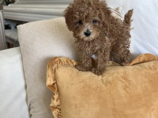 Miniature Poodle Puppies For Sale