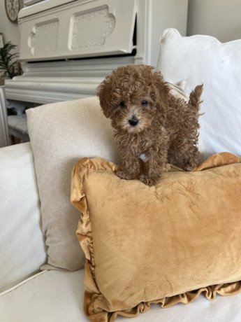 miniature-poodle-puppies-for-sale-big-0