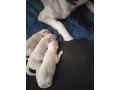 wolfdog-puppies-for-sale-small-0