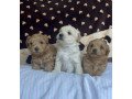 havanese-puppies-for-sale-small-0